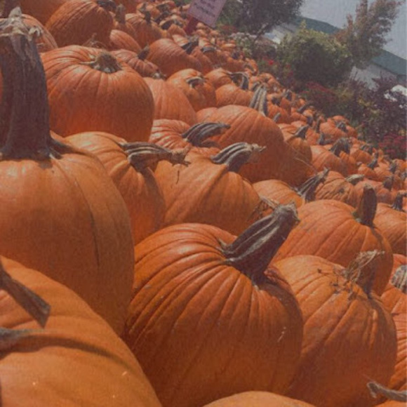 Meet your Posher, Calissa - Picture 1 of 1